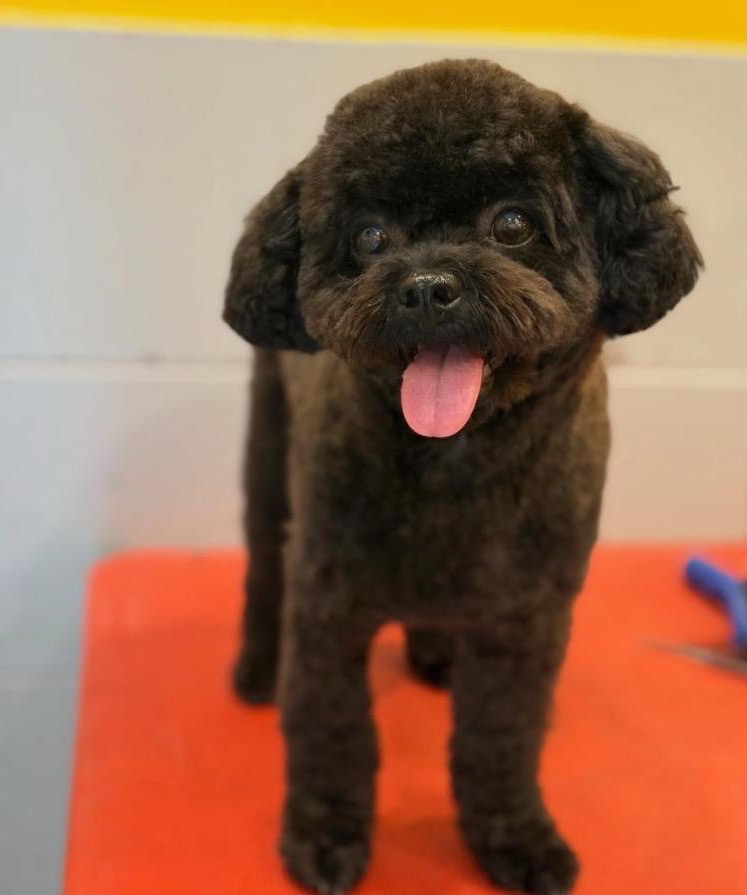Siyah poodle, dili dışarıda